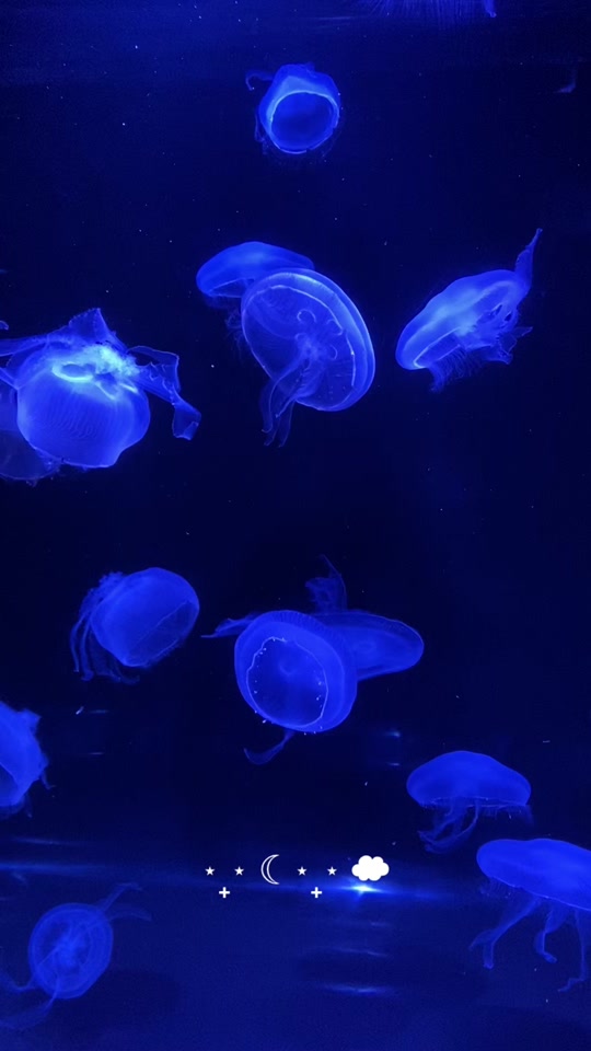 Медуза живая купить. Медуза в аквариуме Живая. Аквариум с медузами. Медуза (биология). Стая медуз.