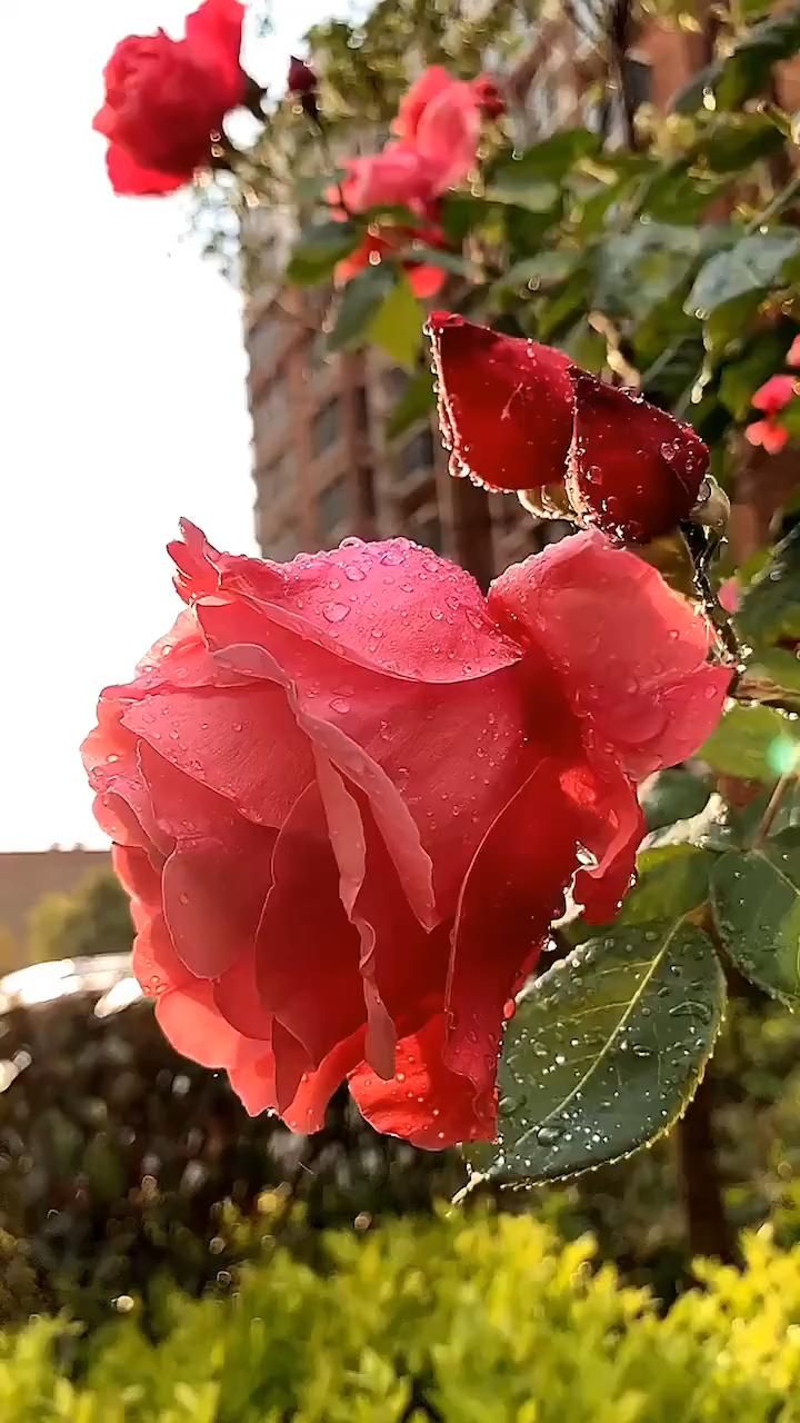 Красивые розы на заставку телефона (73 фото)